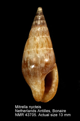 Mitrella nycteis.jpg - Mitrella nycteis(Duclos,1846)